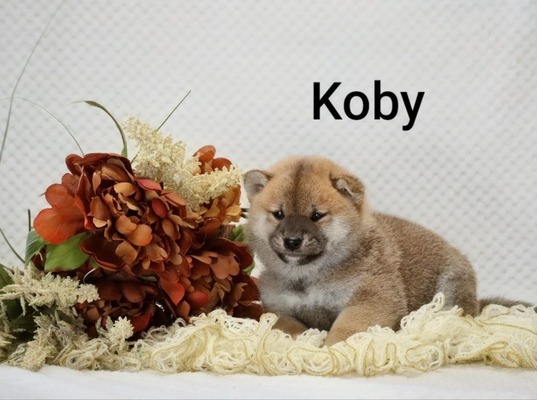 Koby