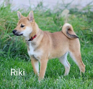 Riki