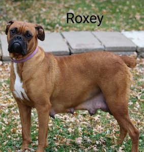 Roxy