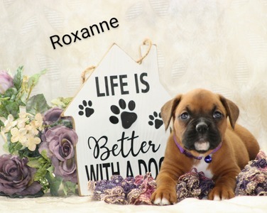 Roxanne