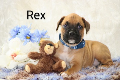 Rex