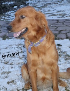 Brittany